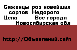 Саженцы роз новейших сортов. Недорого. › Цена ­ 350 - Все города  »    . Новосибирская обл.